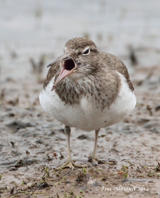 Common Sandpiper coughing pellet VP 7 4 14  IMG_0871